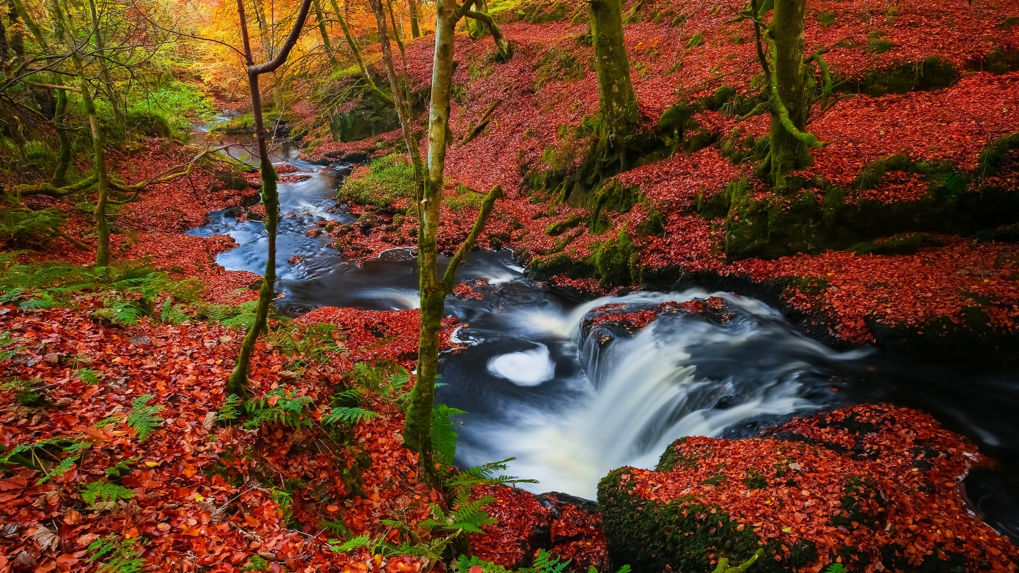 Фото бесплатно ручей, опавшие листья, осень, водопад, красные листья, деревья