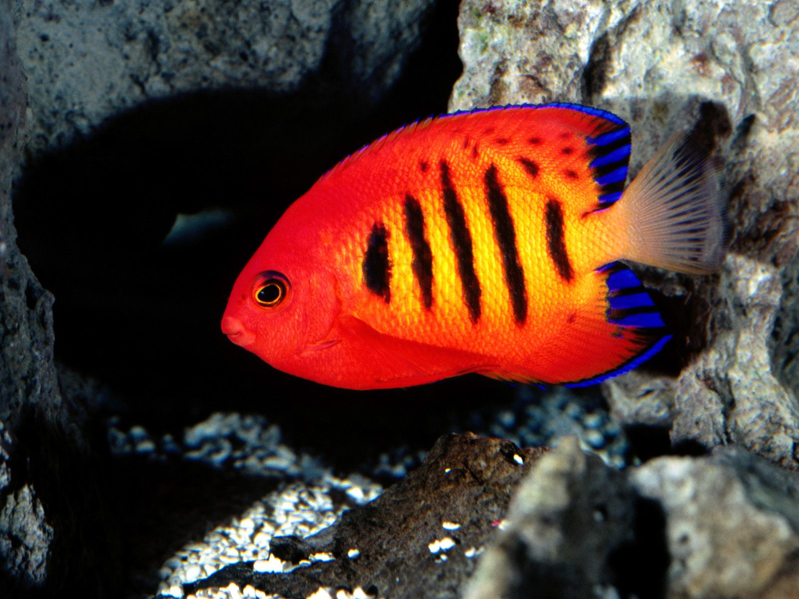 красная рыбка, полосатая, синие перышки, глубина, под водой, море, red fish, striped, blue feathers, depth, underwater, sea