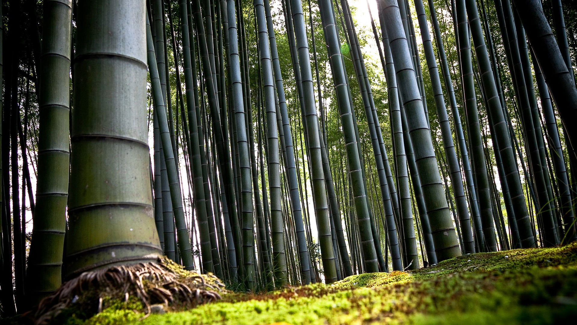 бамбук, деревья, природа, красивые обои, фото, картинки, Bamboo, trees, nature, beautiful wallpaper, photo, pictures