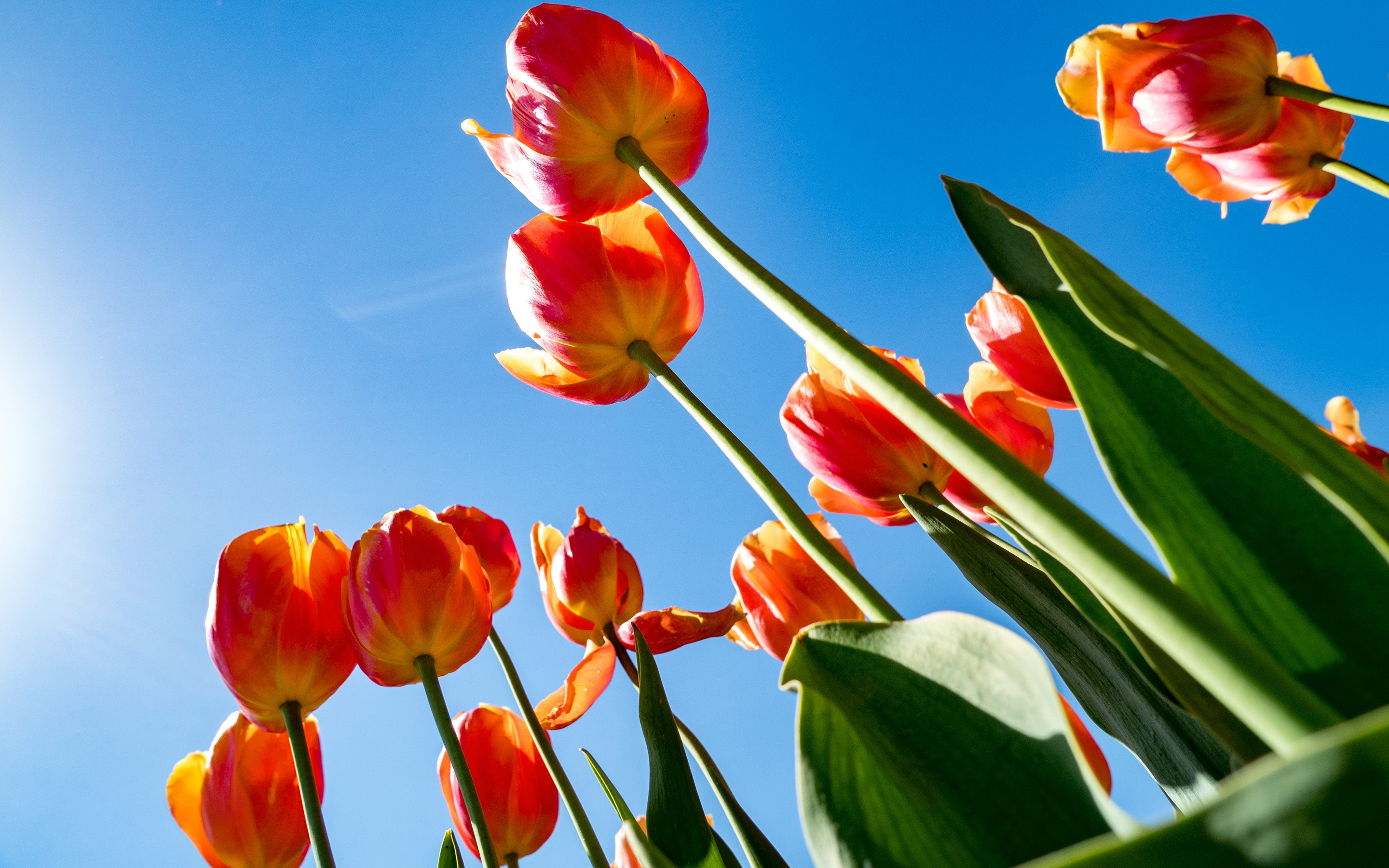 2880x1800, весна, красные тюльпаны, стебли, небо, цветы, листья, фото снизу, spring, red tulips, stems, sky, flowers, leaves, photo below