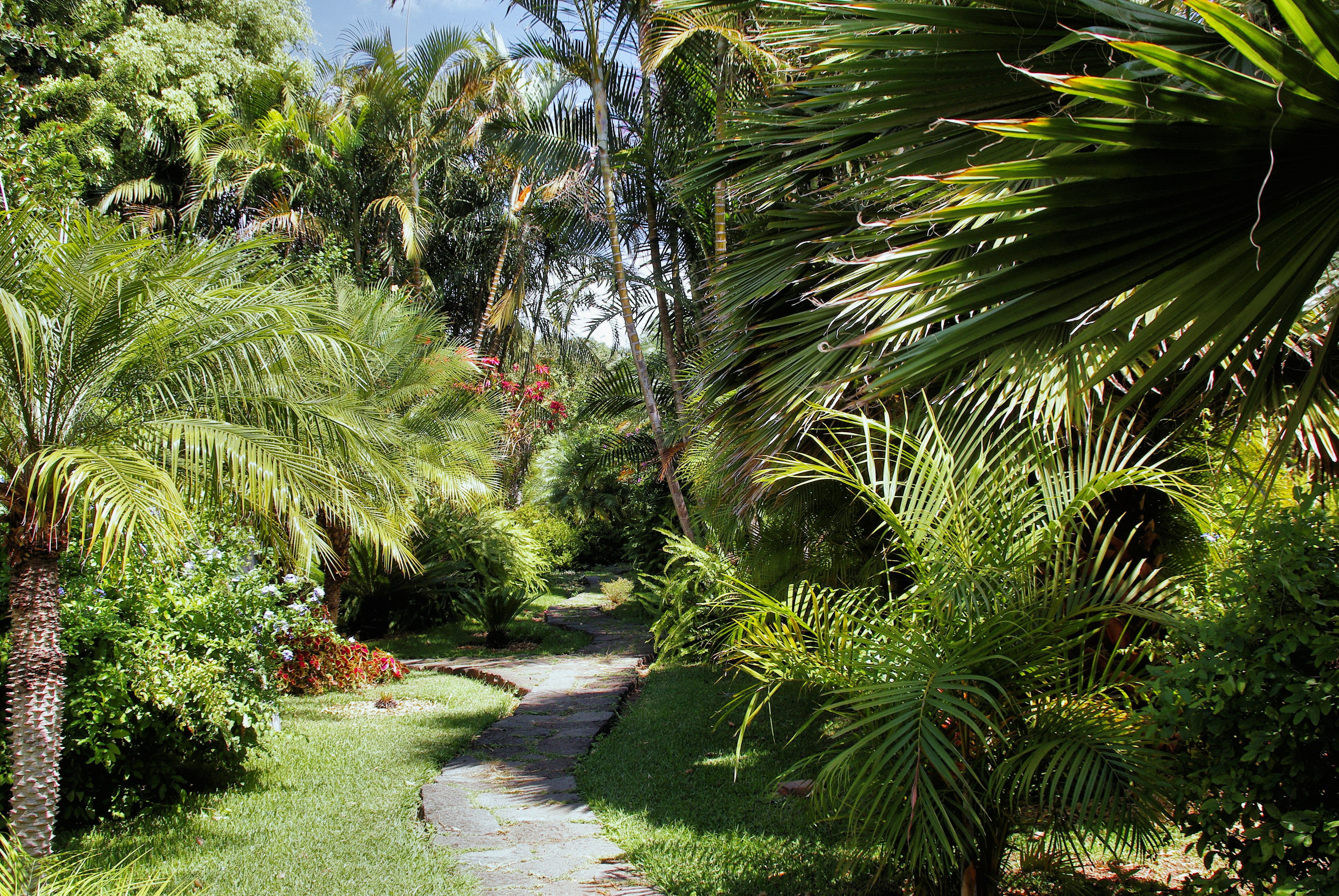 Фото бесплатно деревья, пальмы, тропинка, тропики, лето, природа