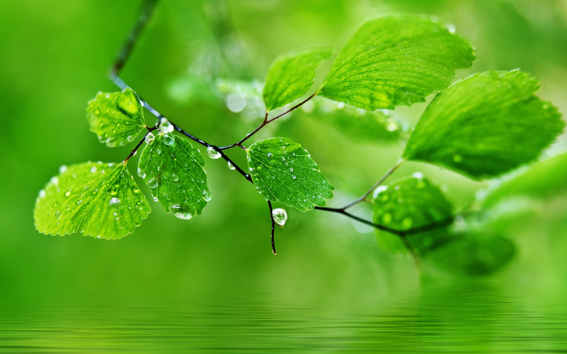 leaves, drops, nature, macro, pond, greens, rain, spring, листья, капли, природа, макро, водоем, зелень, дождь, весна