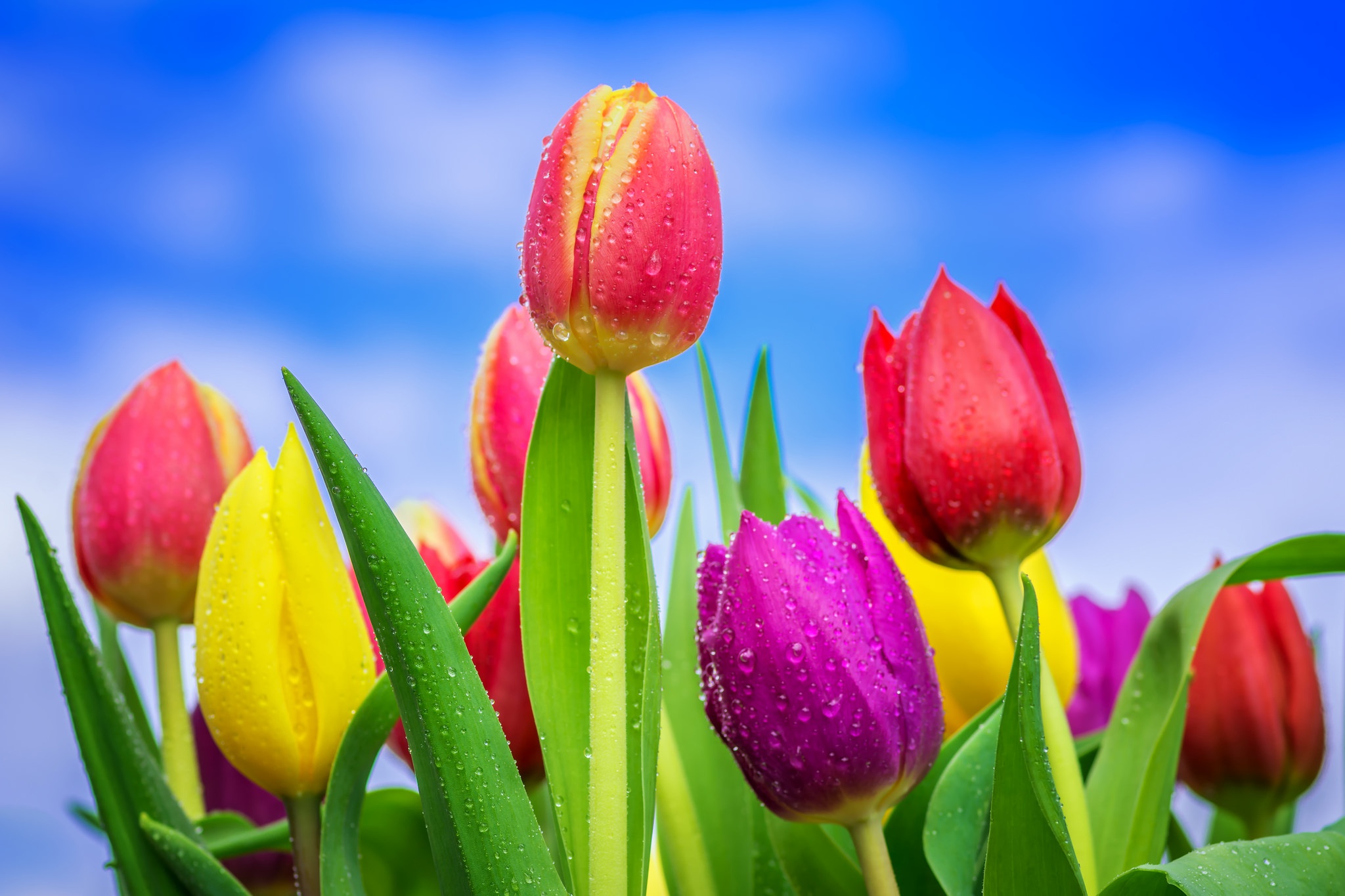 flowers, tulips, colorful, spring flowers, buds, blue background, sky, water drops, цветы, тюльпаны, разноцветные, весенние цветы, бутоны, голубой фон, небо, капли воды