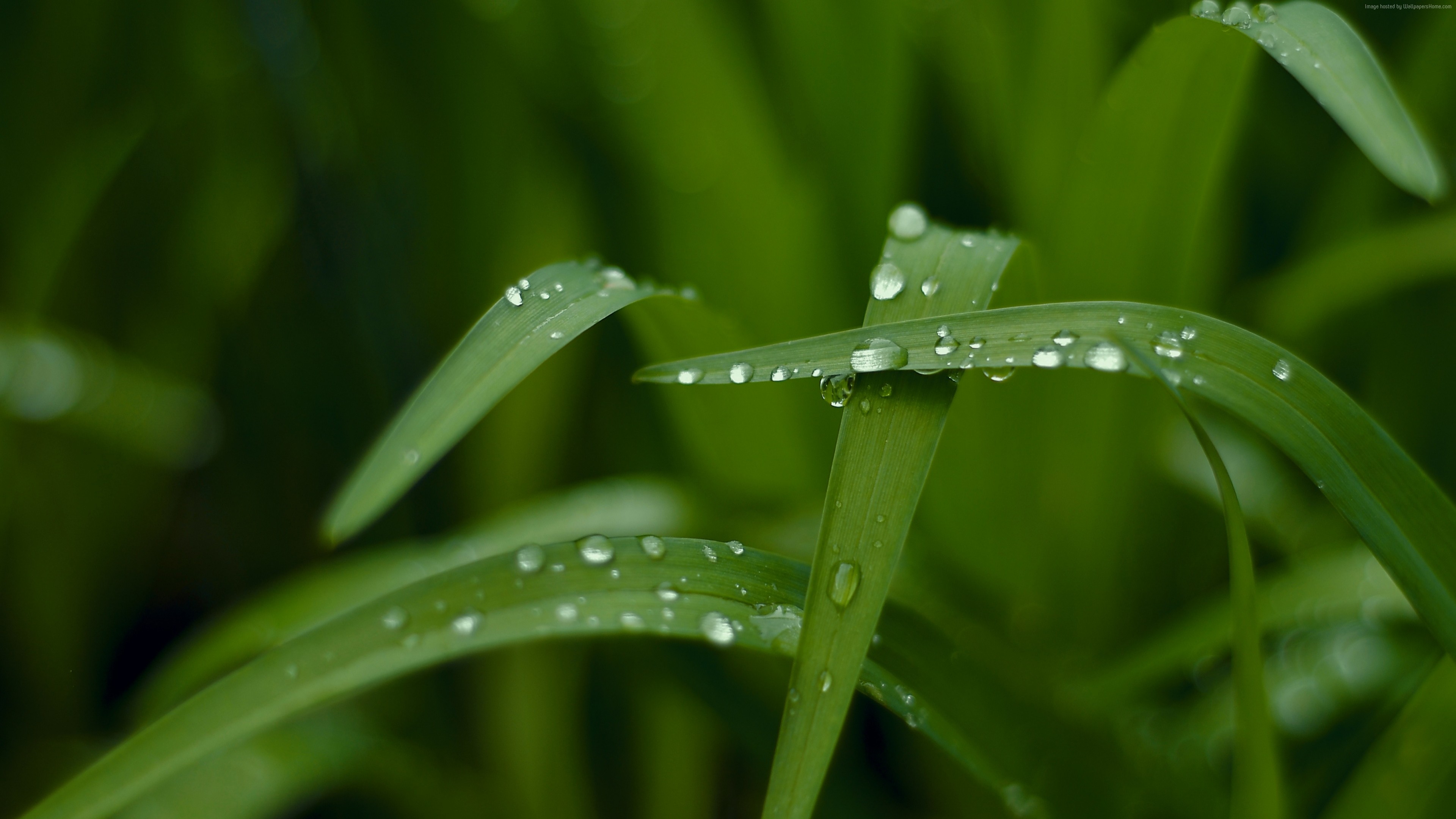 ultra hd 4k wallpaper, макро, трава, роса, зелень, Macro, grass, dew, greens