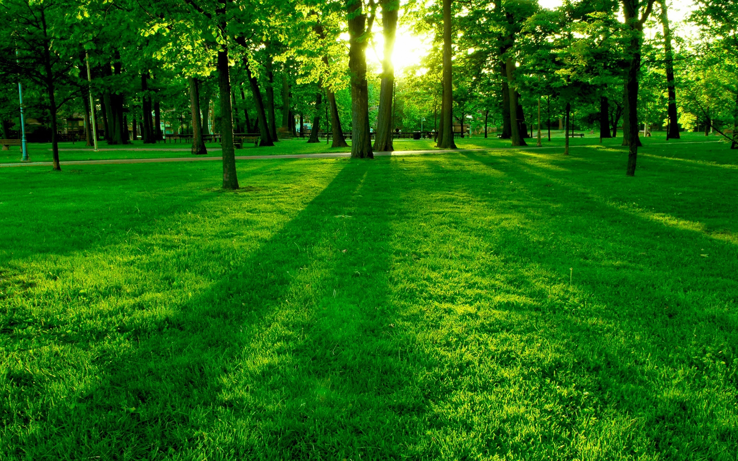 Деревья, трава, солнце, роса, Trees, grass, sun, dew