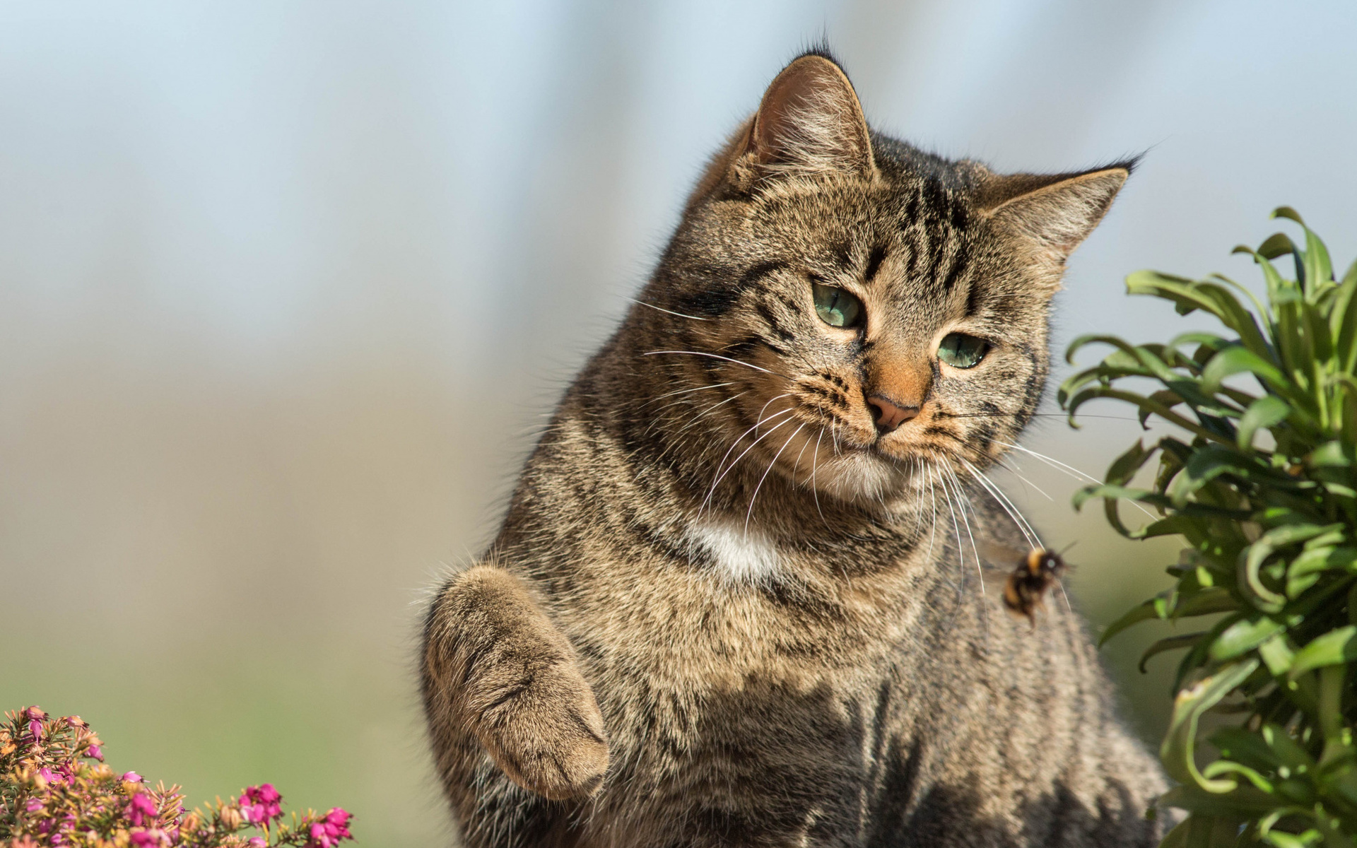 Кот, охота, фото, позитив