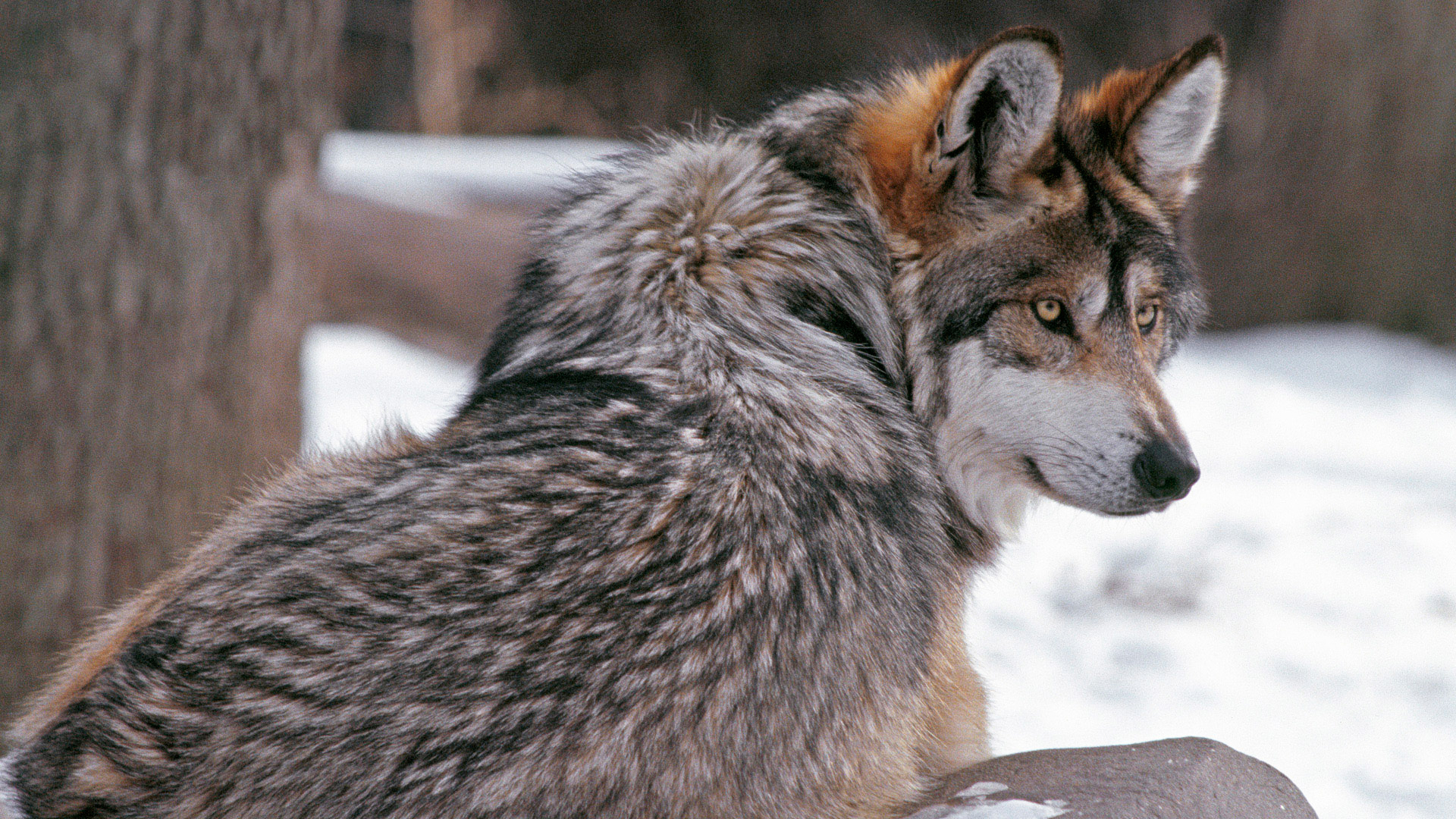 волк, дикие животные, зима, wolf, wild animals, winter