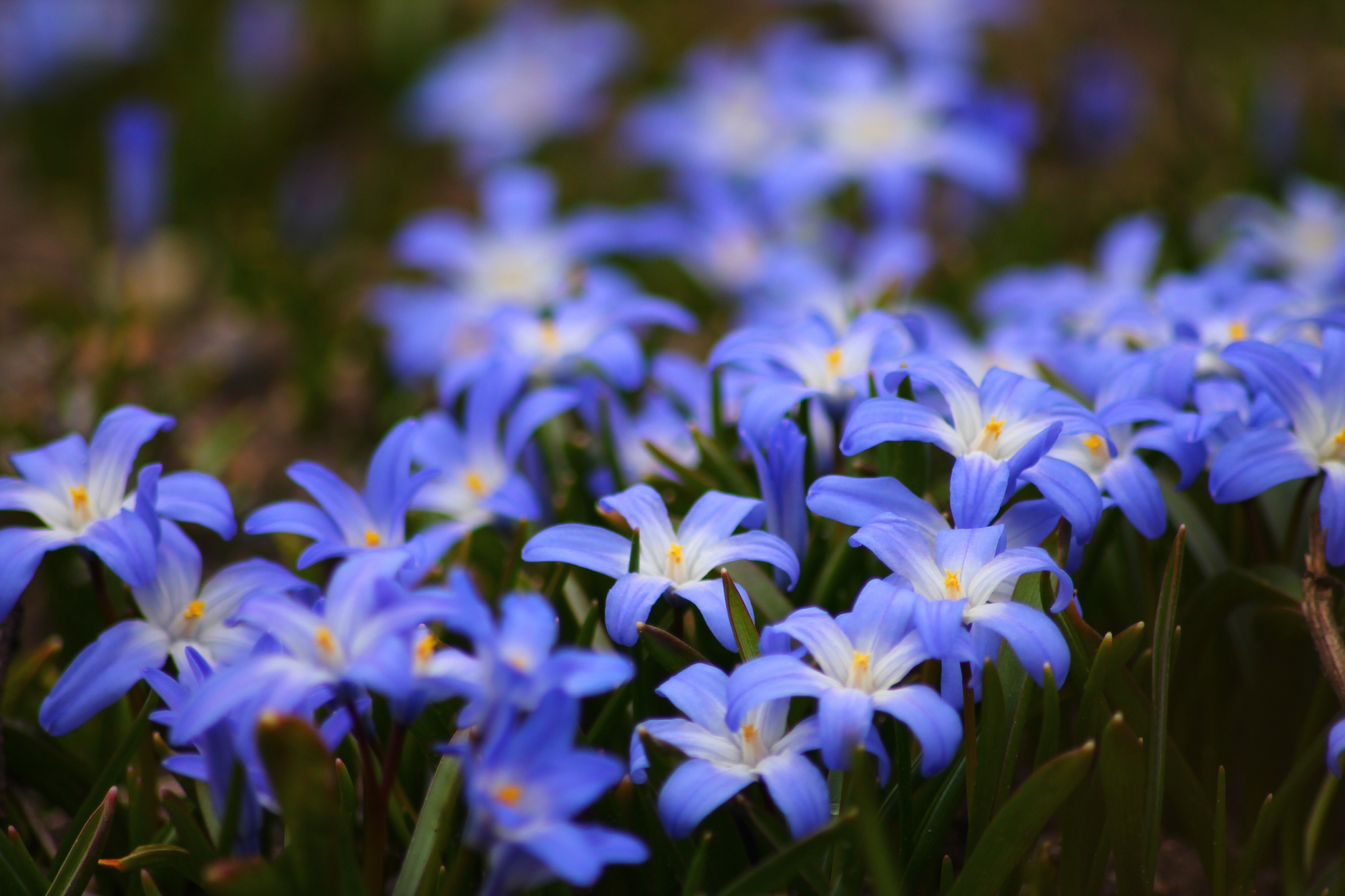 Фото бесплатно природа, синие цветы