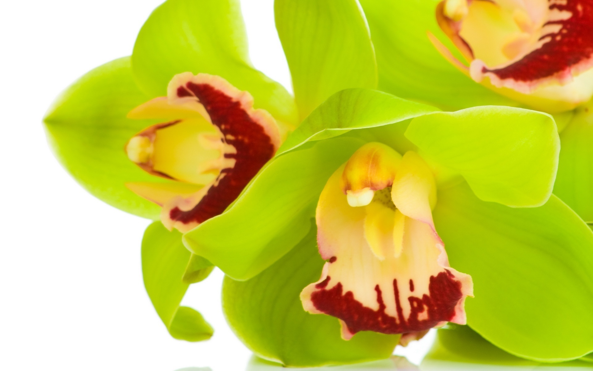 зеленая орхидея, цветы, шикарные обои скачать, green orchid, flowers, smart wallpaper download
