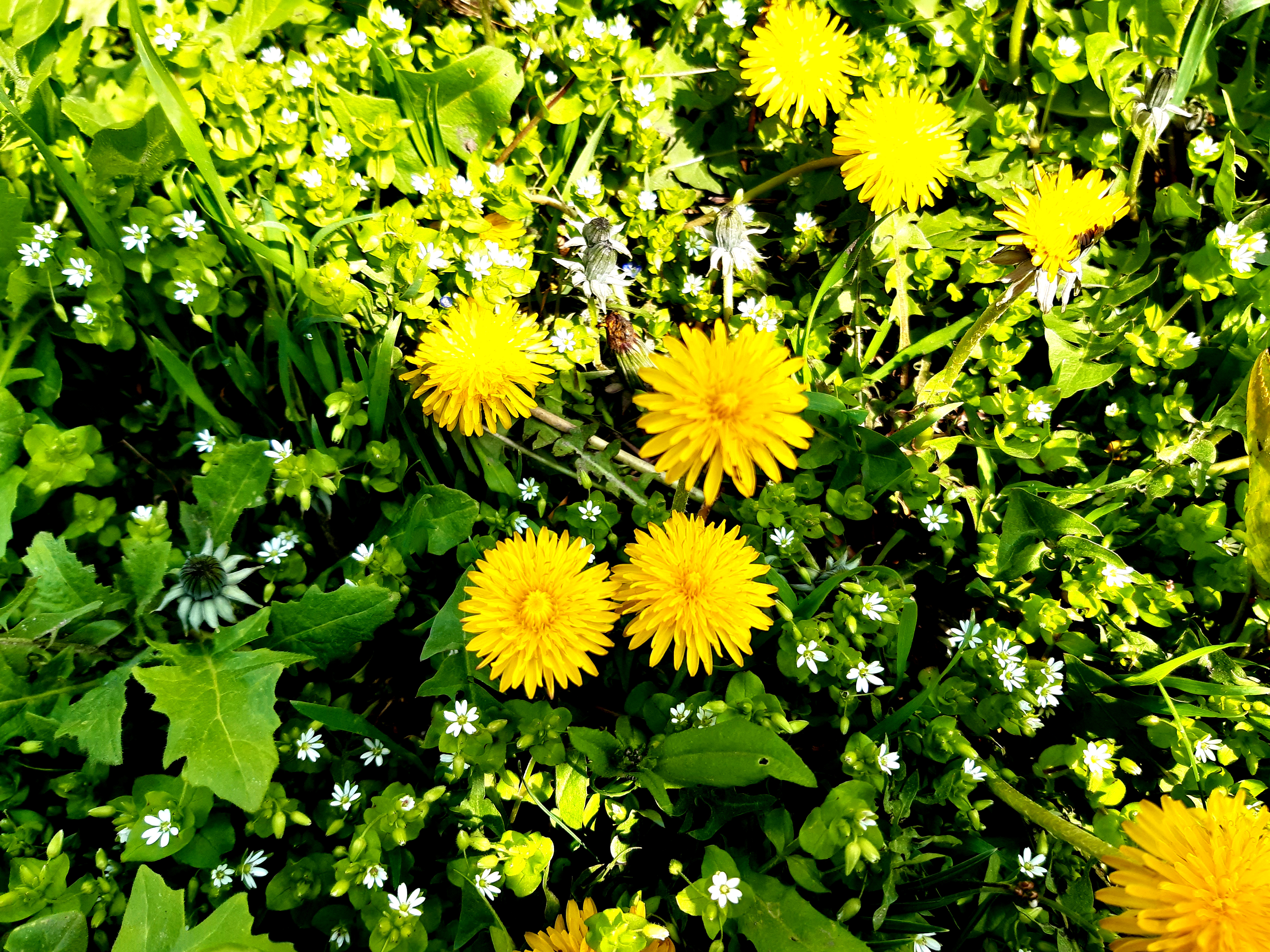 цветы, весна, желтый одуванчик, зеленая трава, растения