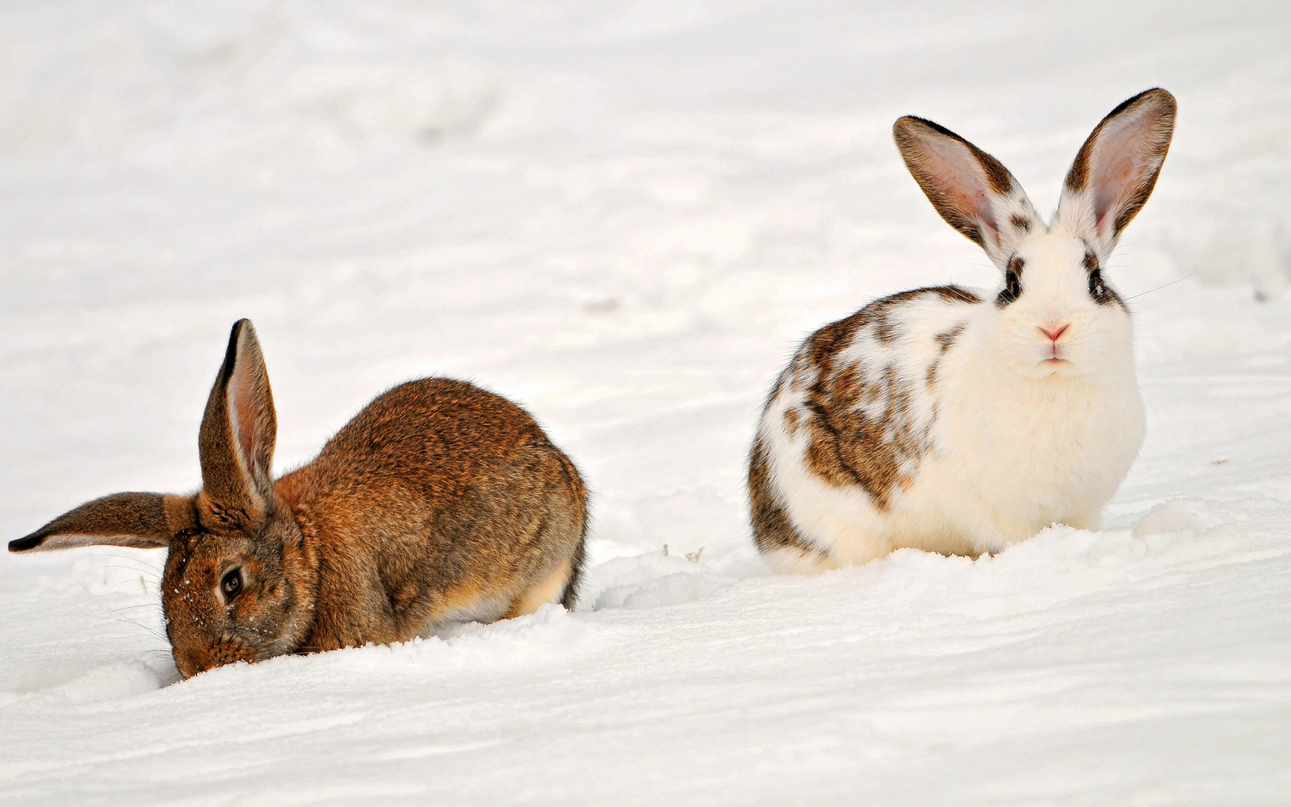 кролики на снегу, милые домашние животные, Rabbits in the snow, cute pets