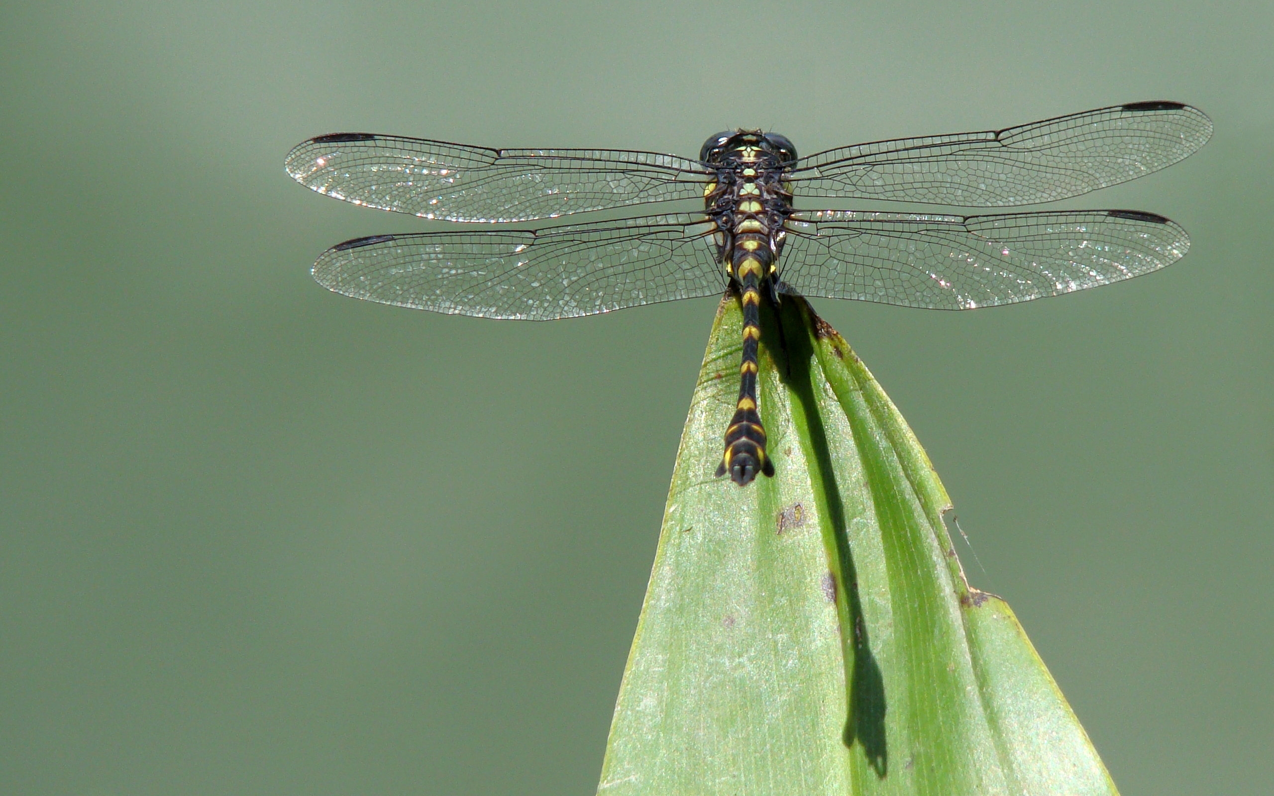 Фото бесплатно макро, крылья, лист, стрекоза, насекомое