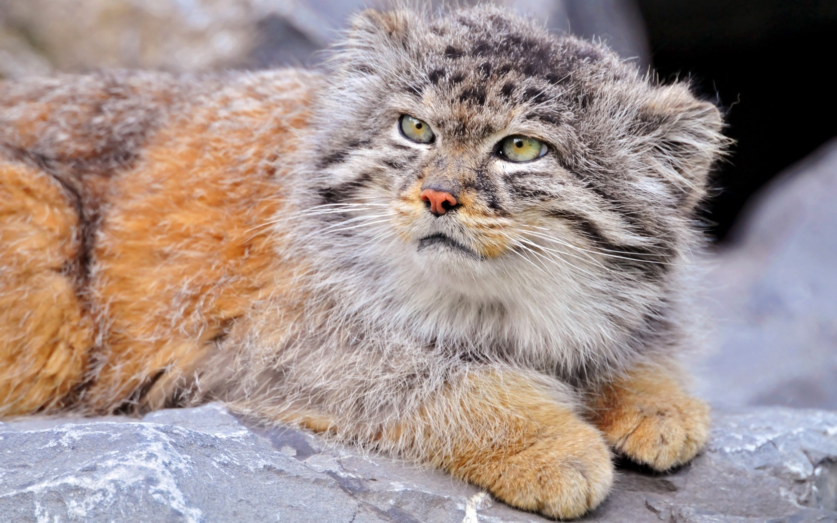 дикая кошка, животные, обои скачать, wild cat, animal, wallpaper download