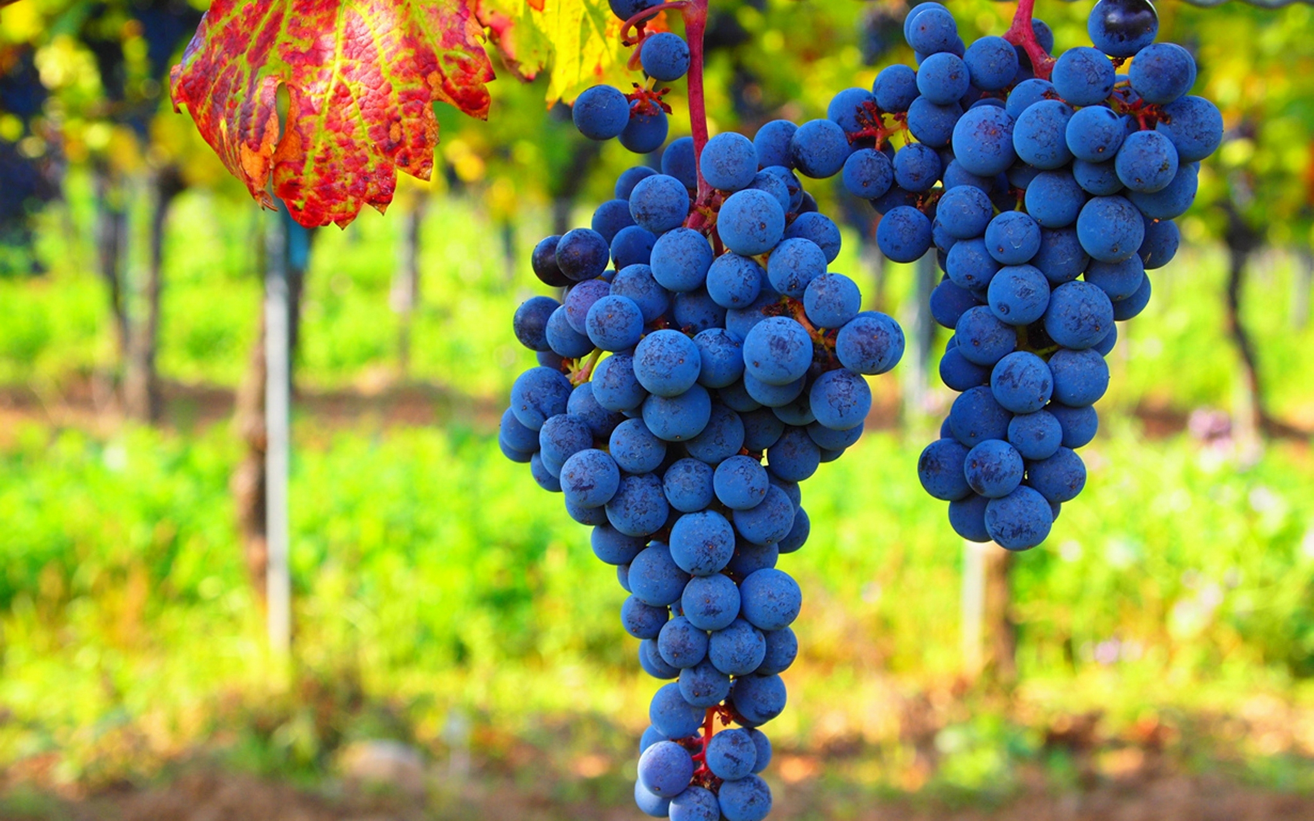 синий виноград, гроздья, осень, урожай, винный, размытый фон