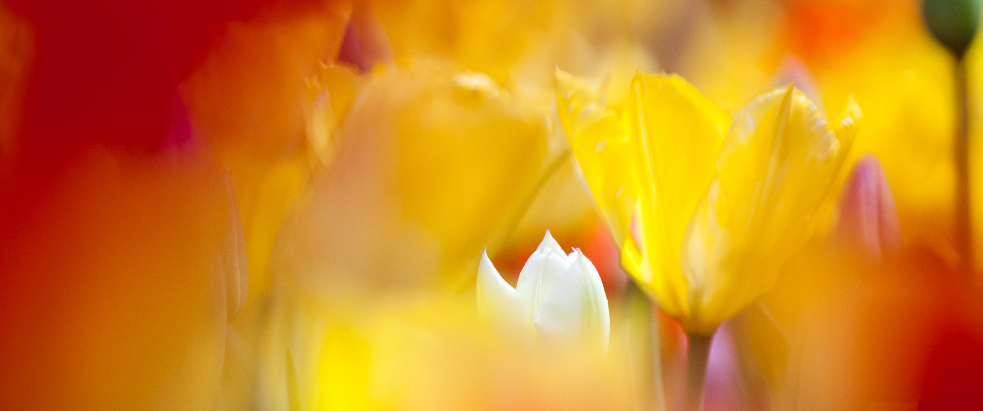 желтые тюльпаны, цветы, красивый фон, качественные обои