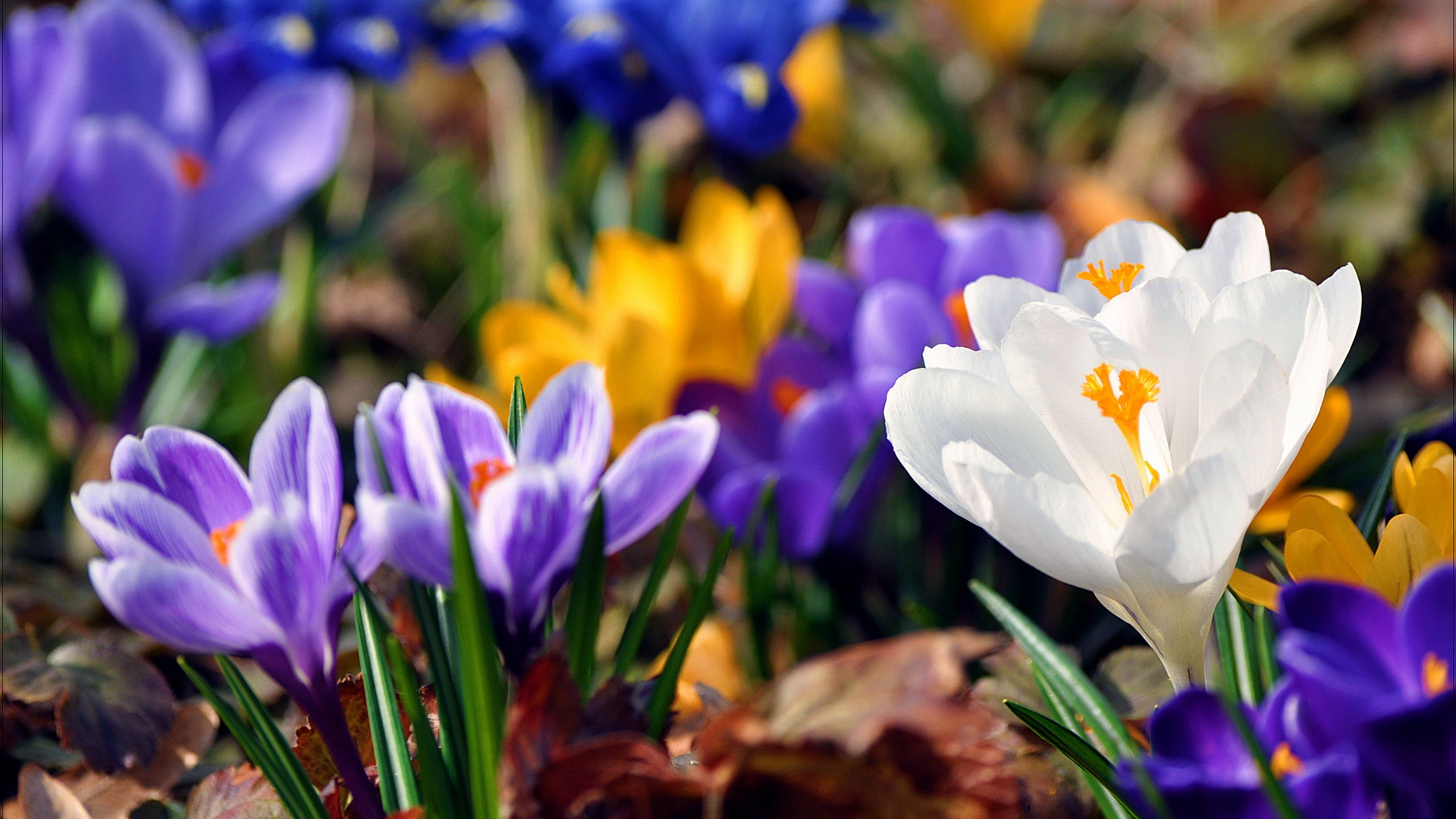 Крокусы, первые весенние цветы, макро, красивые обои для рабочего стола, Crocus, first spring flowers, macro, beautiful wallpaper for your desktop