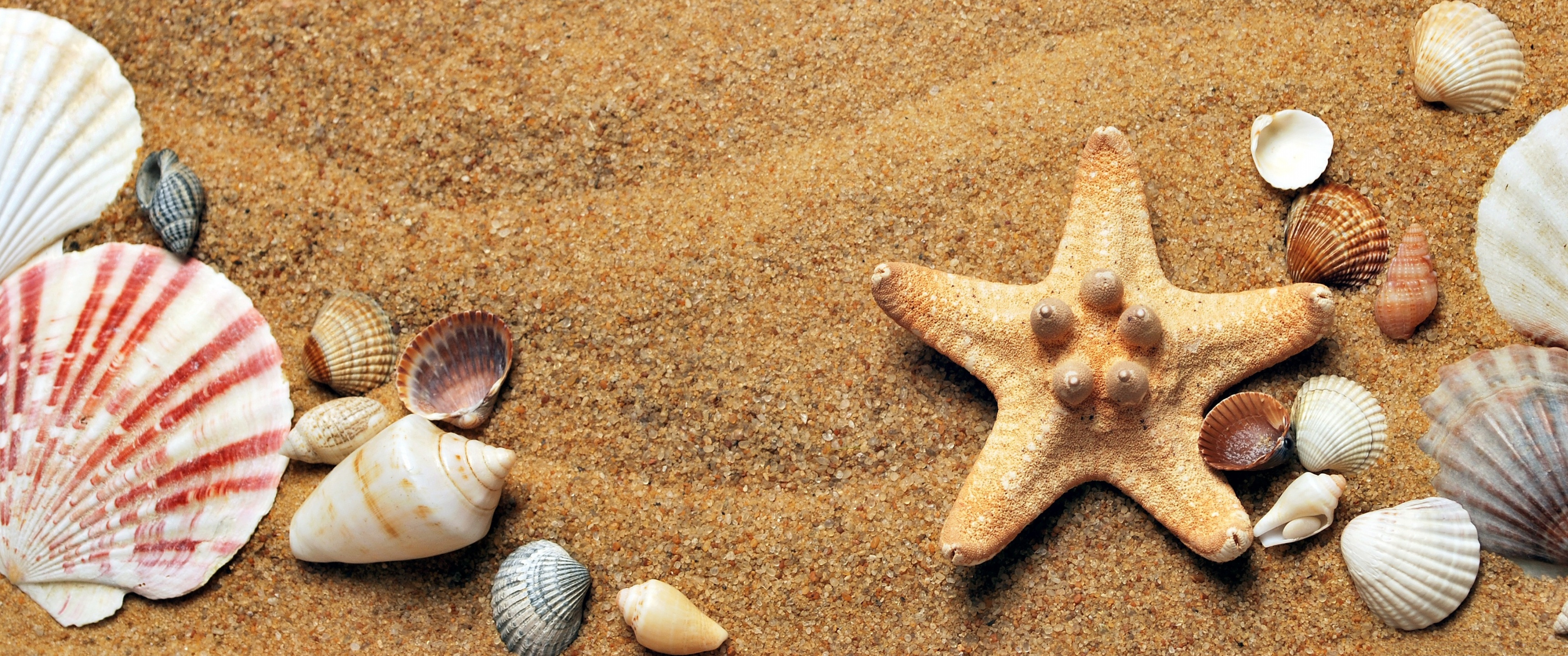 лето, песок, морская звезда, ракушки, море
