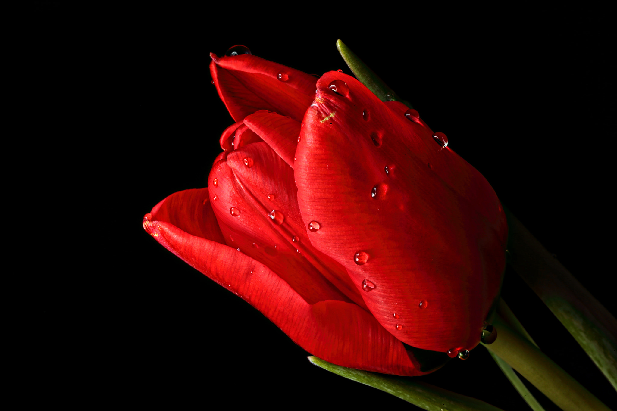 Фото бесплатно тюльпаны, капли воды, красный тюльпан, цветок, чёрный фон