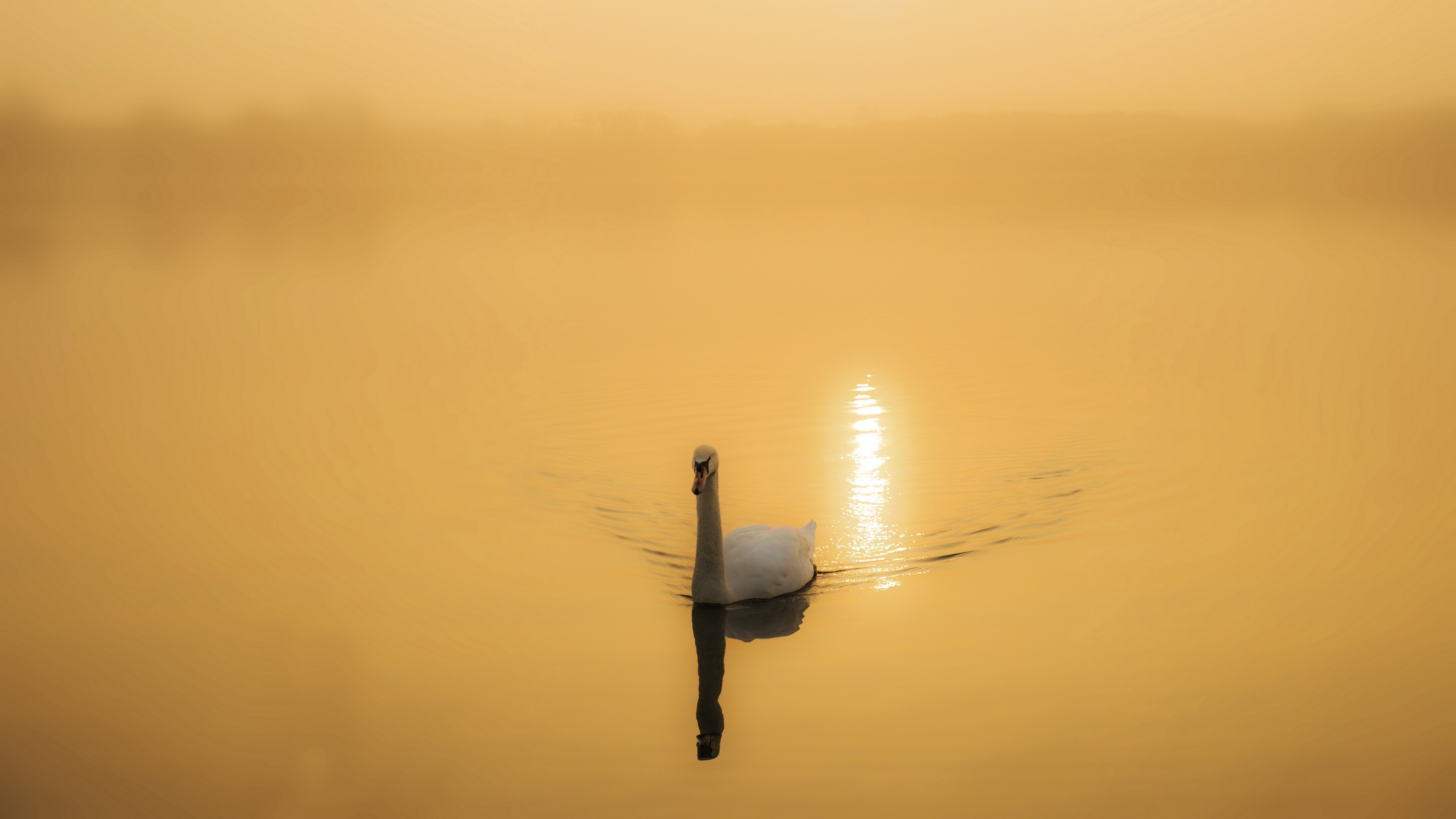 одинокий лебедь, водоём, отражение солнца, птица, 3840х2160, 4к обои