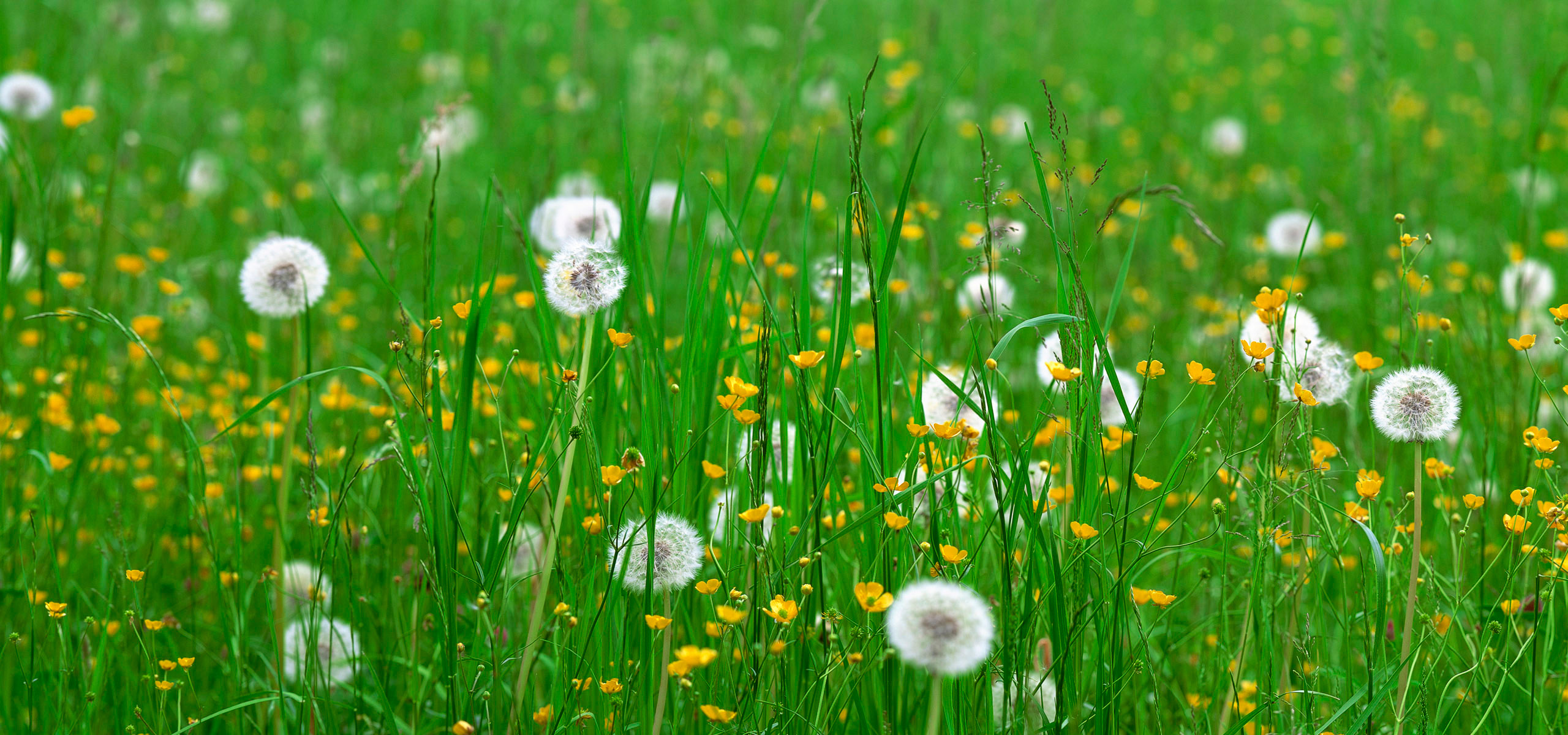 quad hd обои, зелень, трава, одуванчик, полевые цветы, природа, яркие обои для iPhone