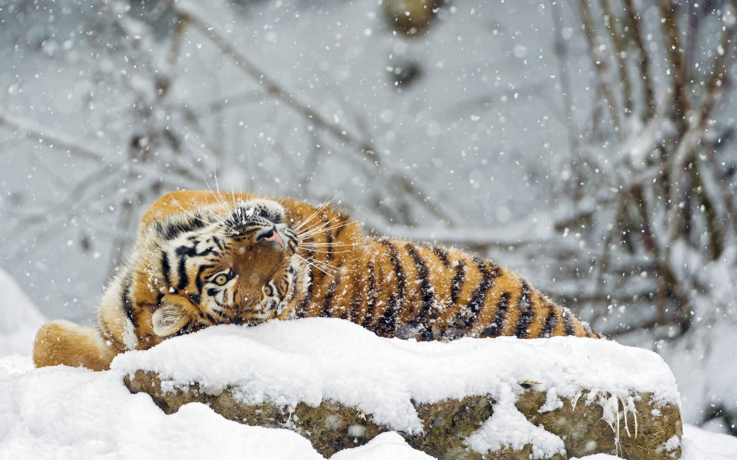 Тигр нежится на снегу · бесплатное фото