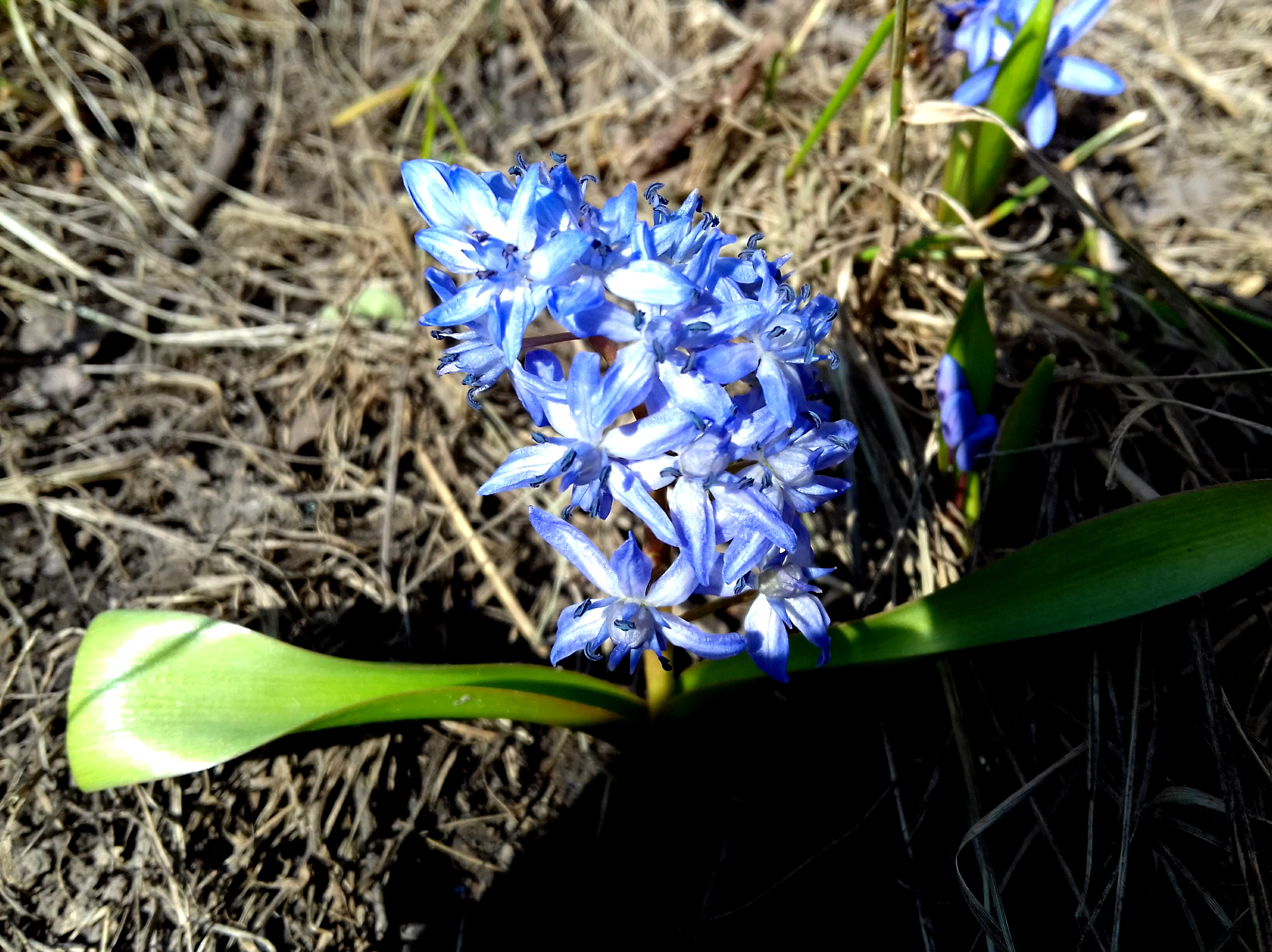 цветы, голубые пролески, весна 3260х2440