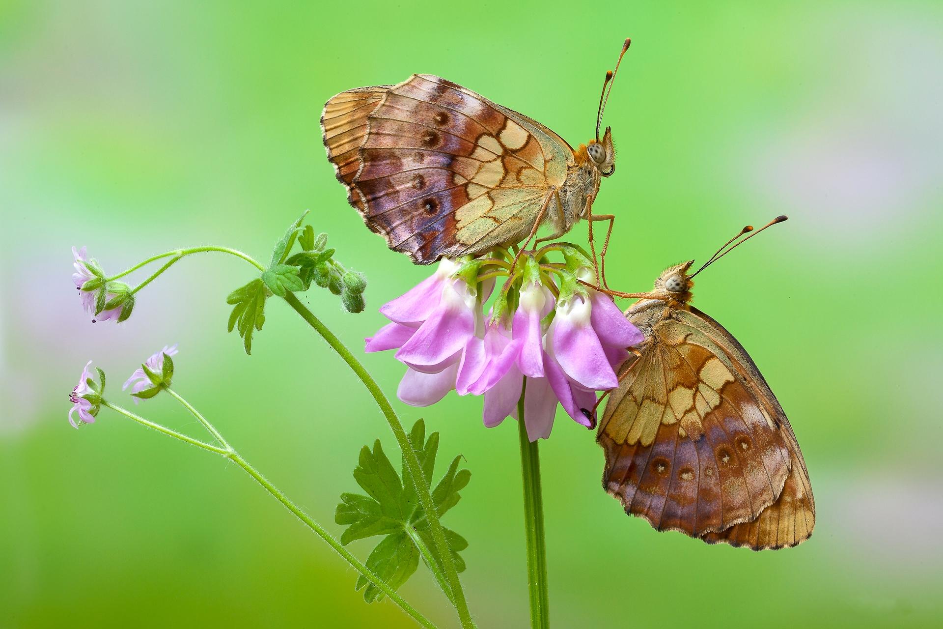 Цветок бабочка зеленый. Бабочка на цветке. Обои на рабочий стол бабочки. Бабочка макро. Бабочка Макросъемка.