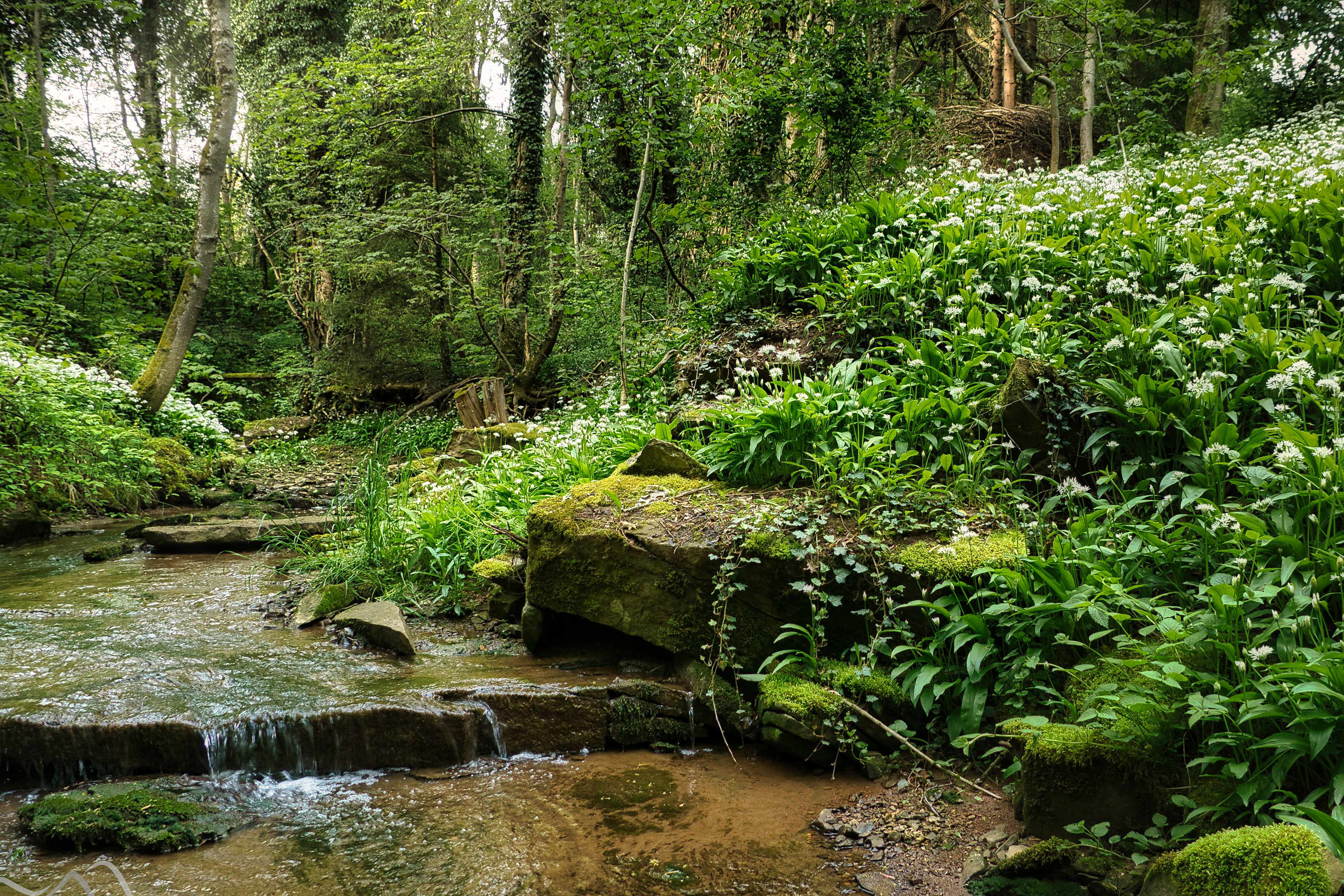 Фото бесплатно природа, Германия, ручей, лес, деревья