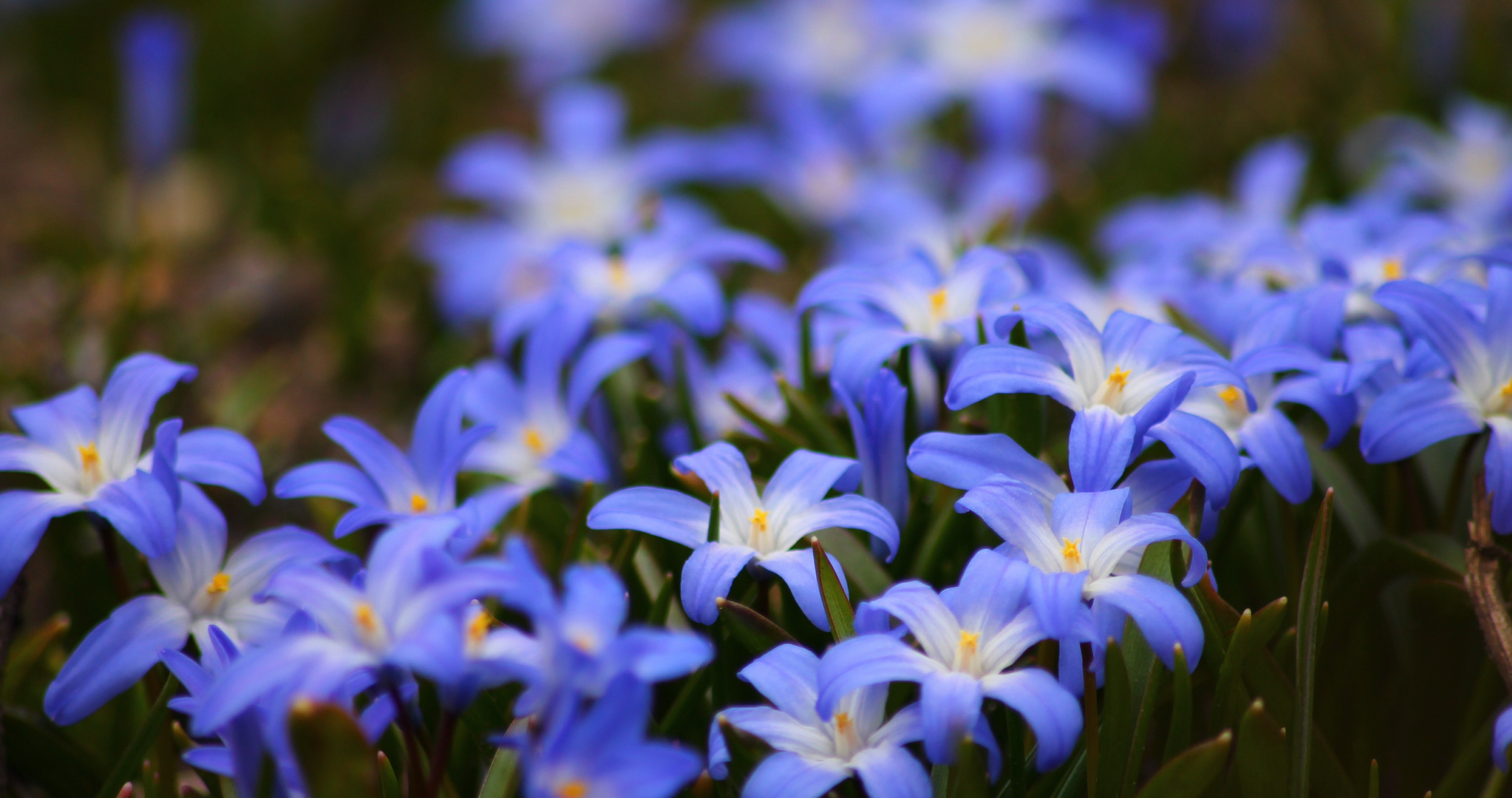 семейство ирисов, синие цветы