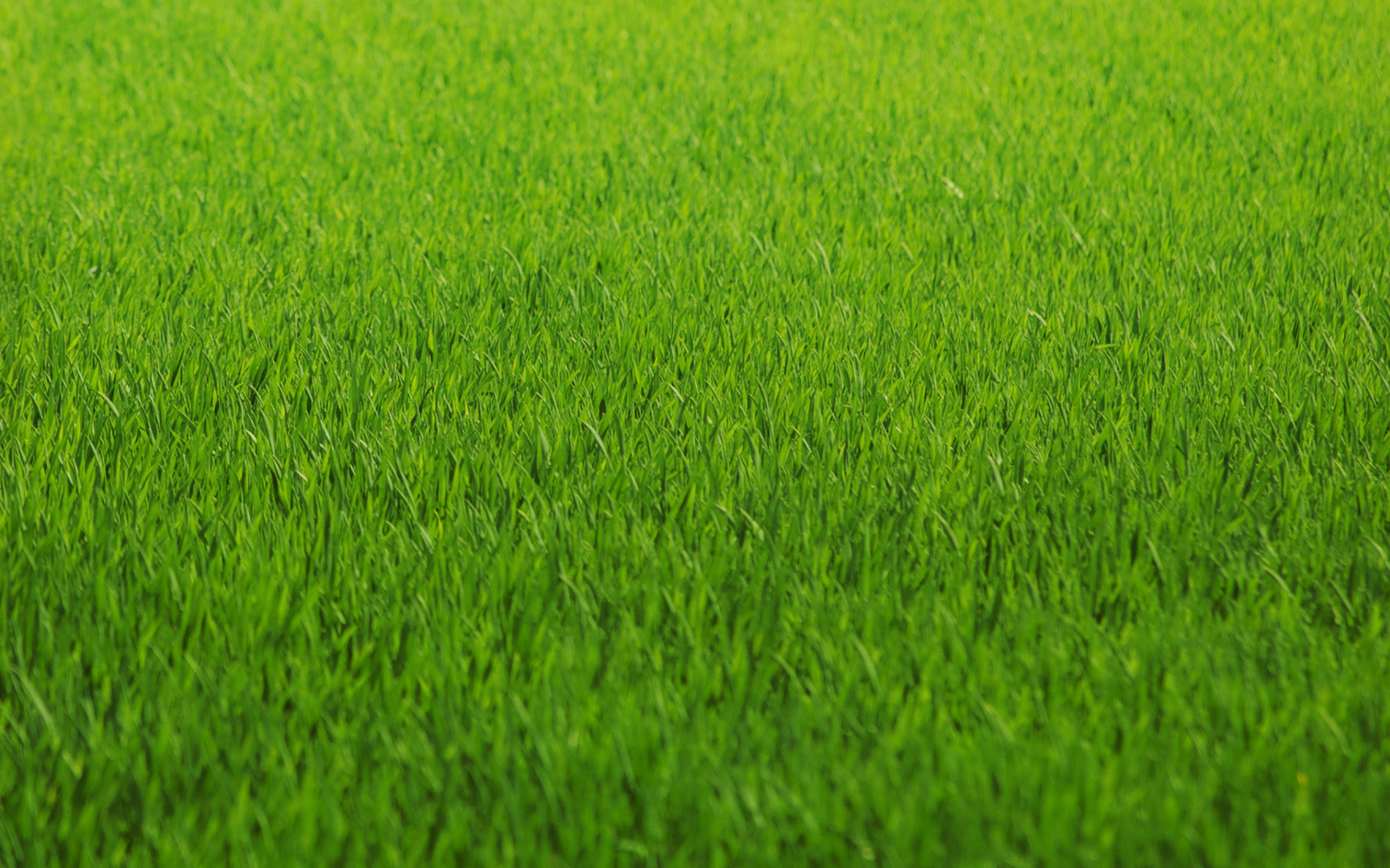 текстура, трава, зелень, яркие обои, Texture, grass, greens, bright wallpaper